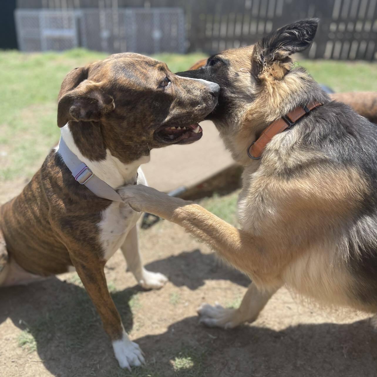 Willow, a Adoptable mixed breed in Wills Point, TX image 6/6