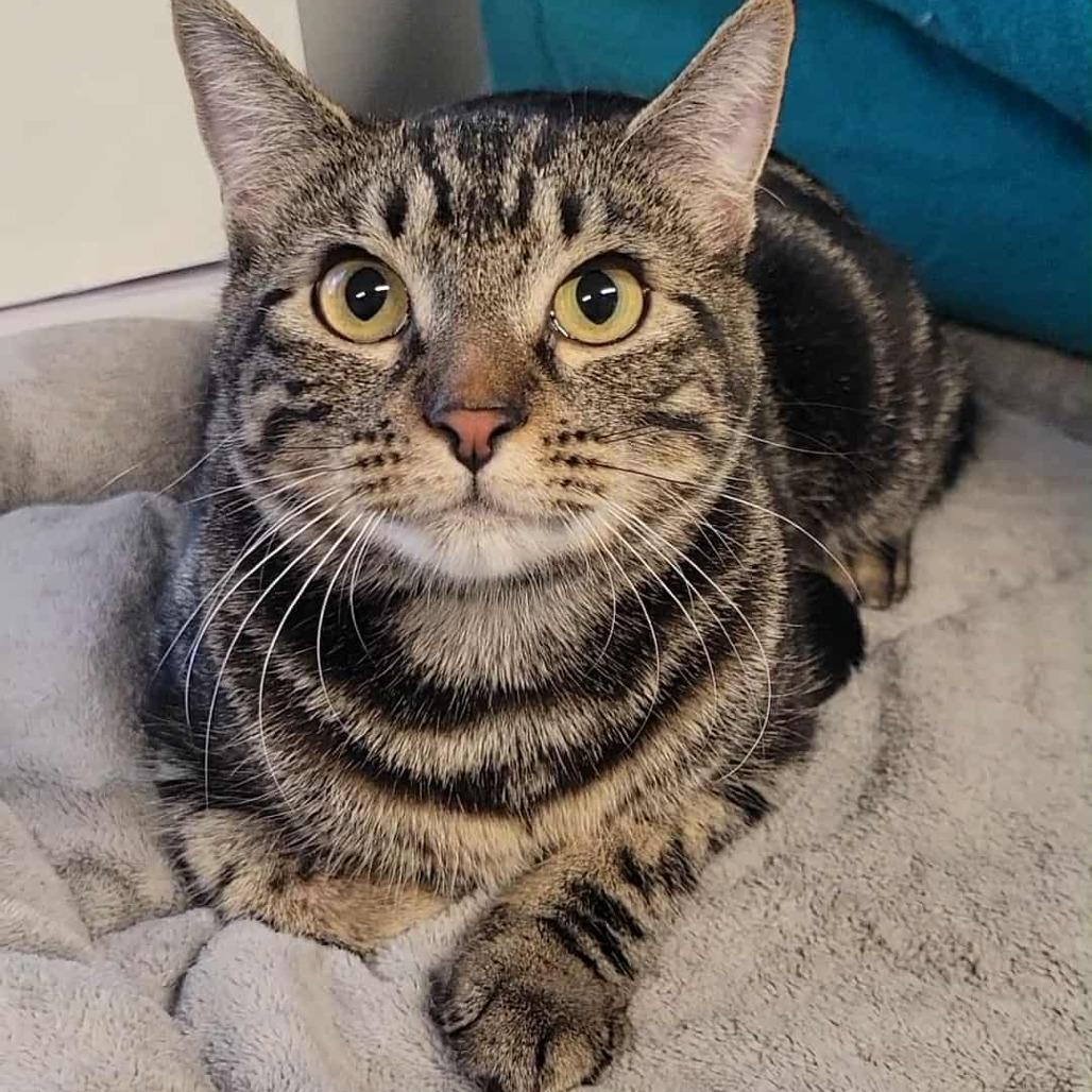 Chloe, Adoptable, Young Female Domestic Short Hair.