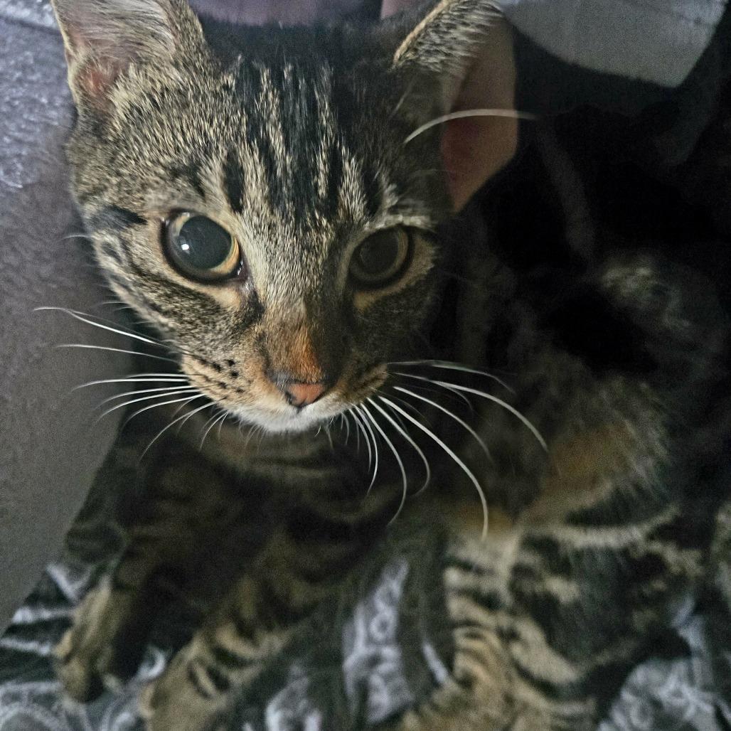 Chloe, a Adoptable Domestic Short Hair in Washougal, WA image 2/6