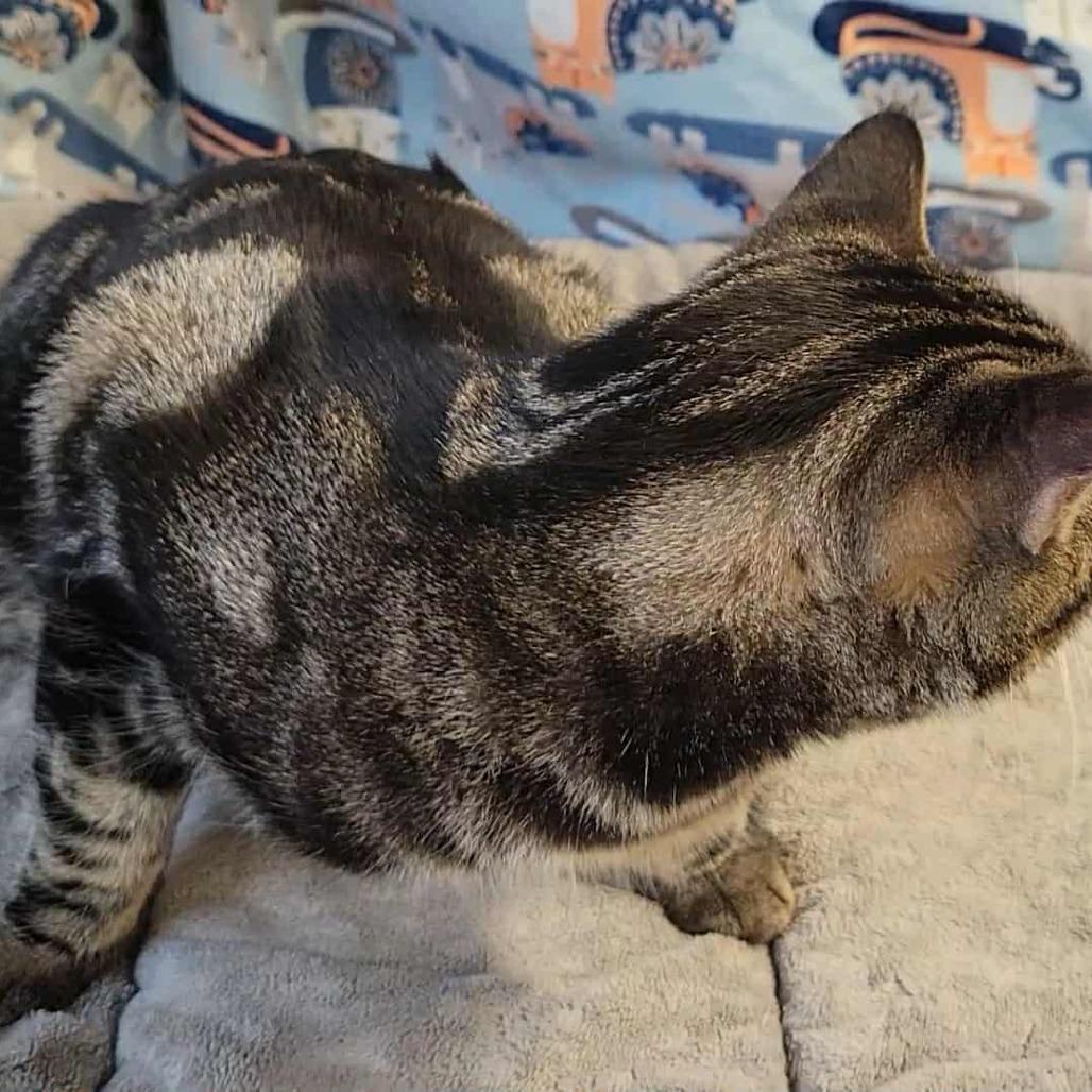 Chloe, a Adoptable Domestic Short Hair in Washougal, WA image 3/6