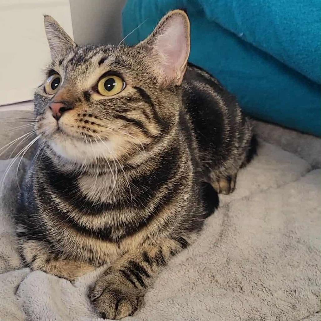 Chloe, a Adoptable Domestic Short Hair in Washougal, WA image 4/6