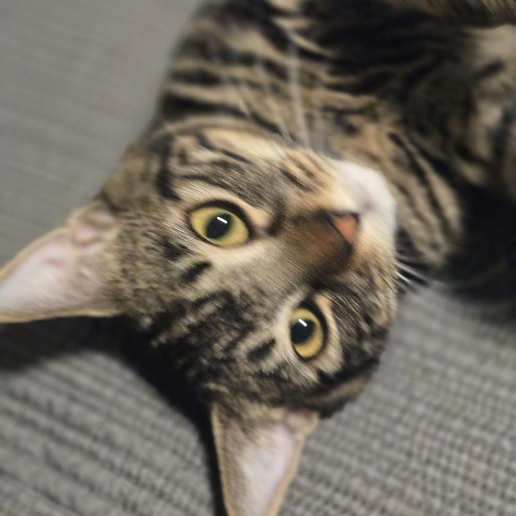 Chloe, a Adoptable Domestic Short Hair in Washougal, WA image 5/6