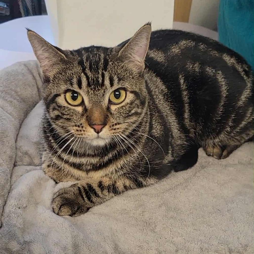 Chloe, a Adoptable Domestic Short Hair in Washougal, WA image 6/6