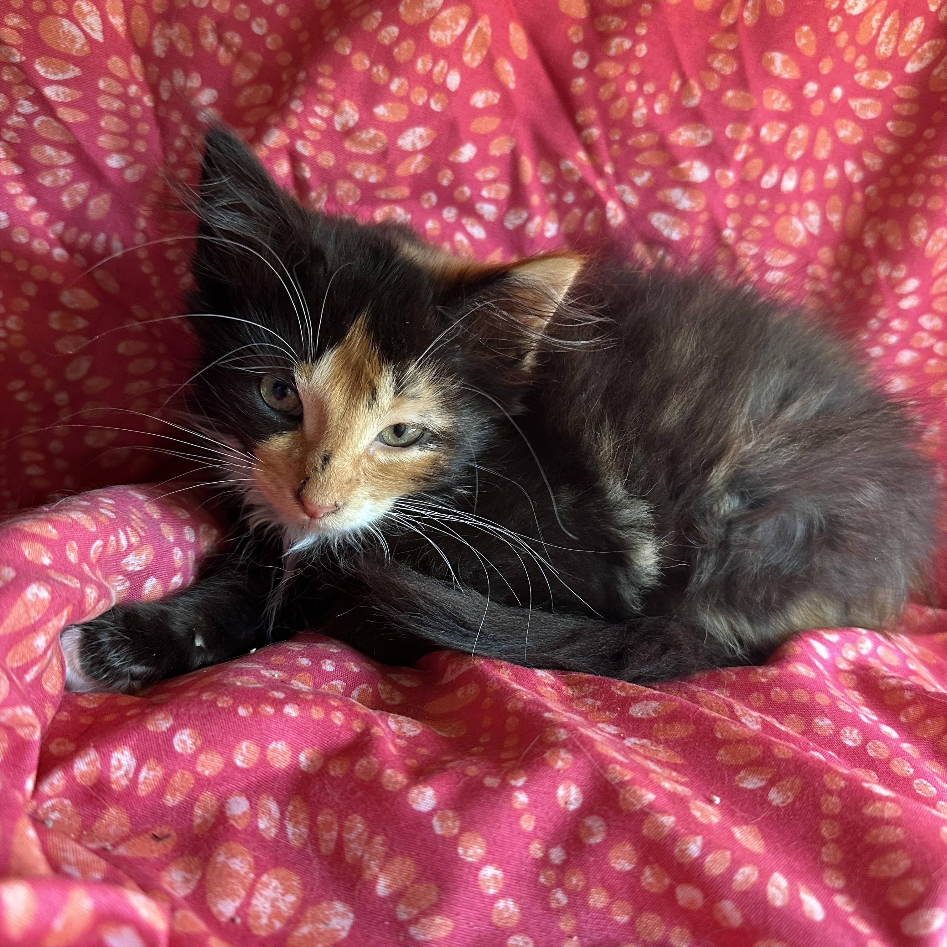 Wisteria 2026, ADOPTABLE, Kitten Female Domestic Long Hair.