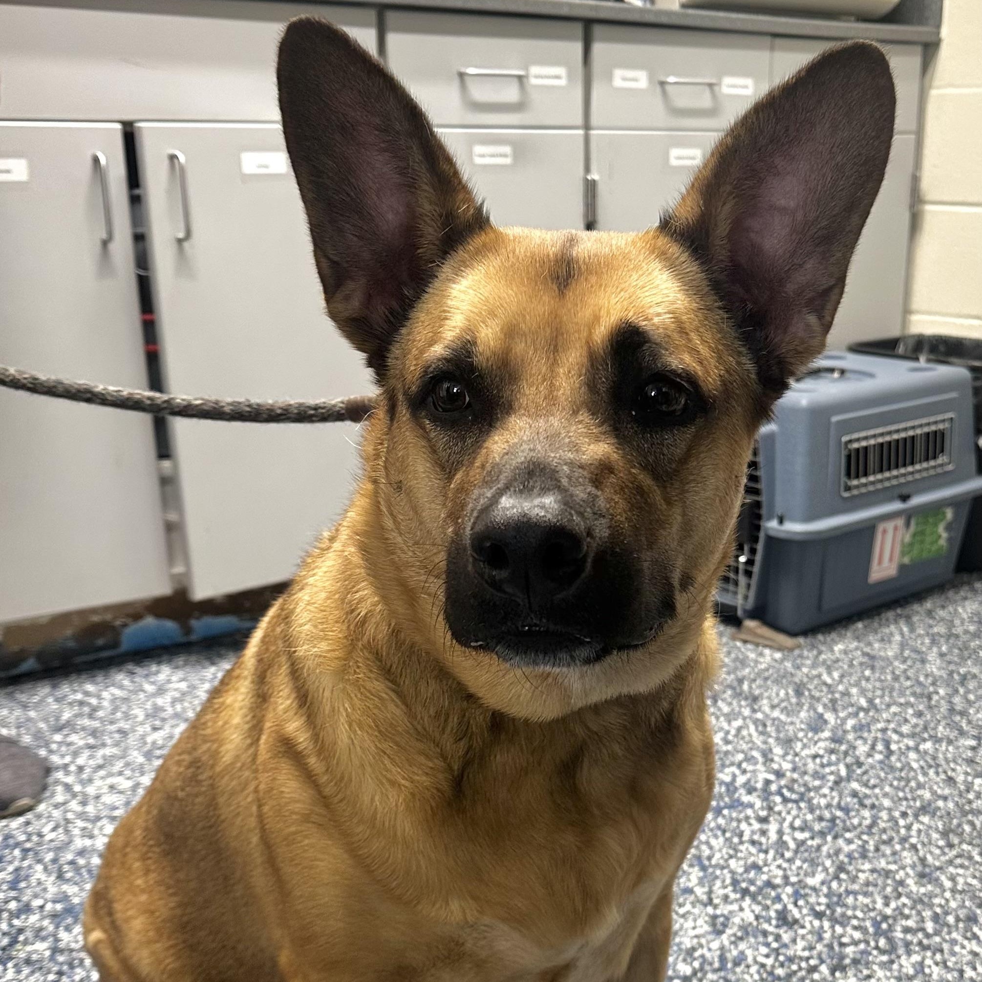 Enlarge Nova , a ADOPTABLE mixed breed in Jackson, NJ image 1/2