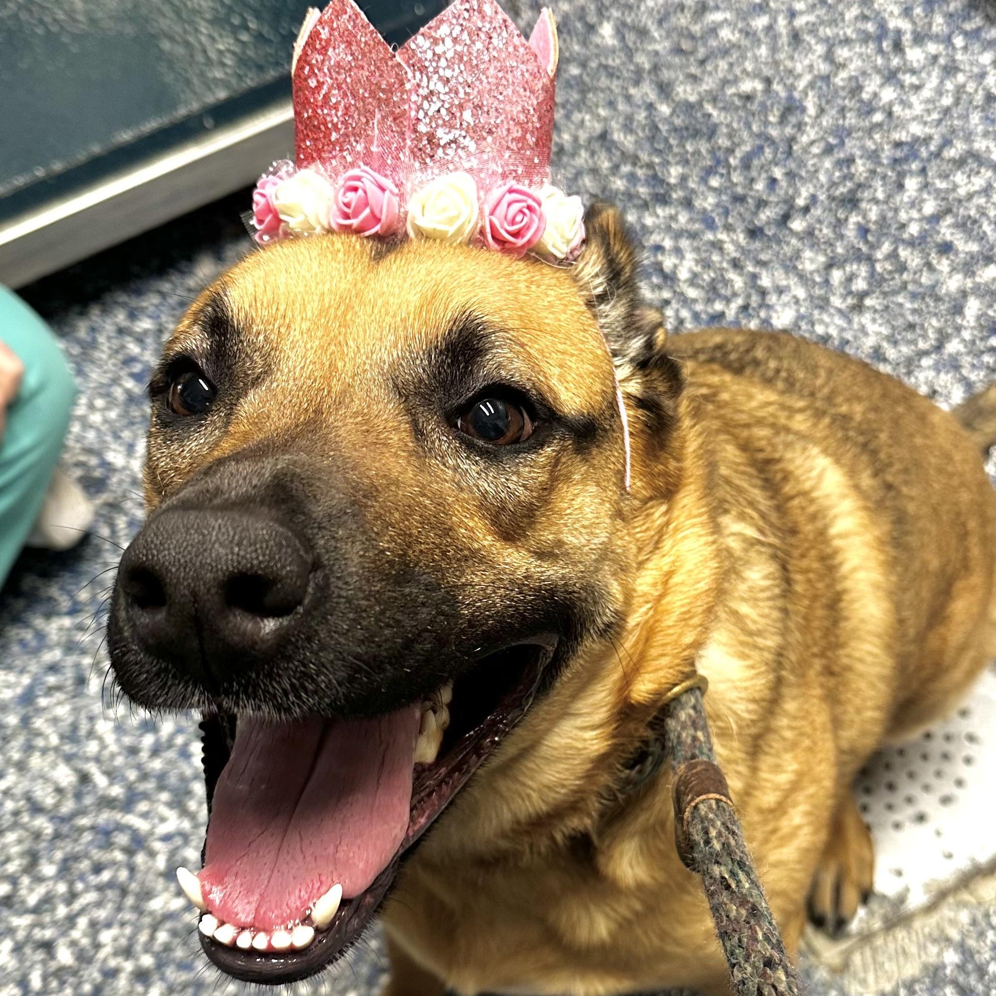 Enlarge Nova , a ADOPTABLE mixed breed in Jackson, NJ image 2/2