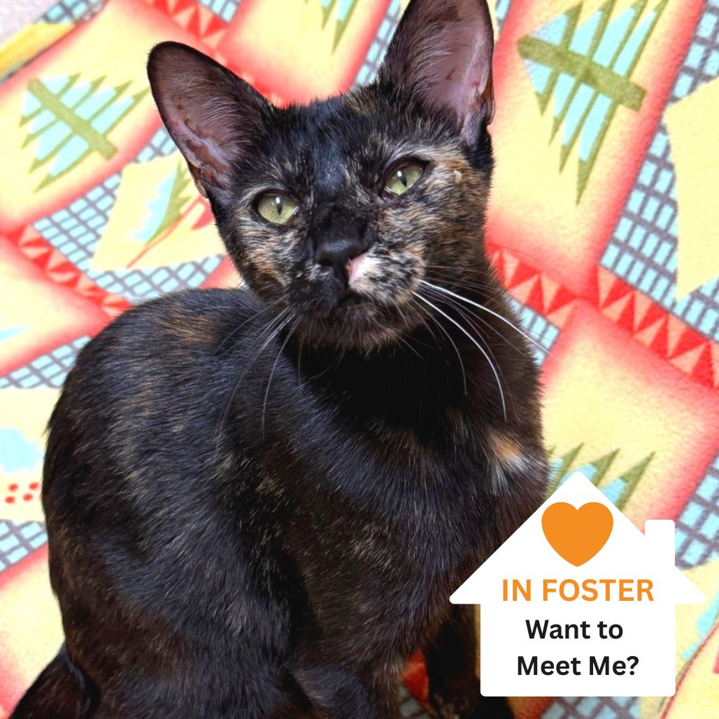 Marianne, Adoptable, Adult Female Domestic Short Hair.