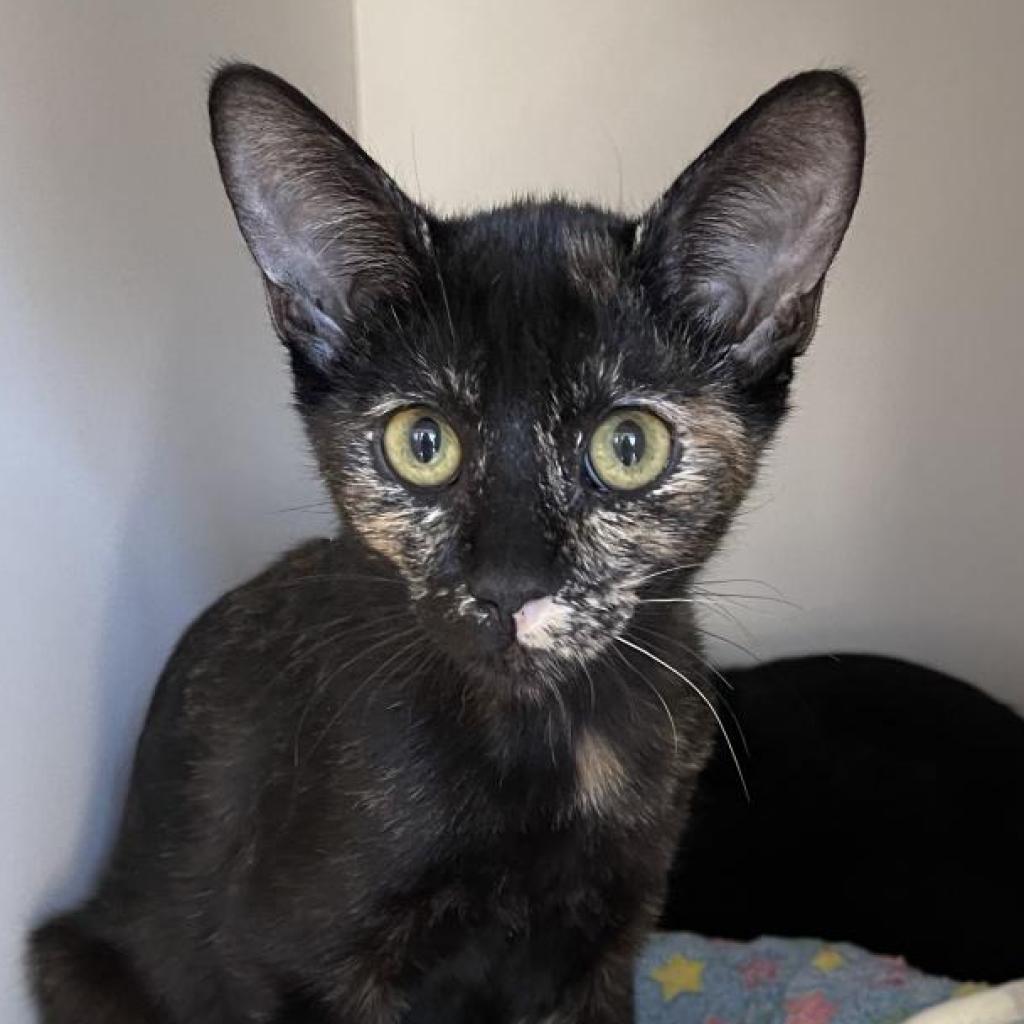 Enlarge Marianne, a Adoptable Domestic Short Hair in Salt Lake City, UT image 2/6