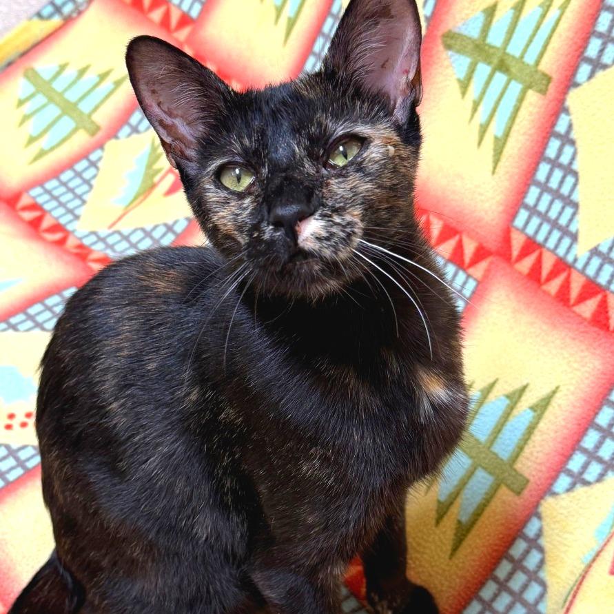 Enlarge Marianne, a Adoptable Domestic Short Hair in Salt Lake City, UT image 4/6