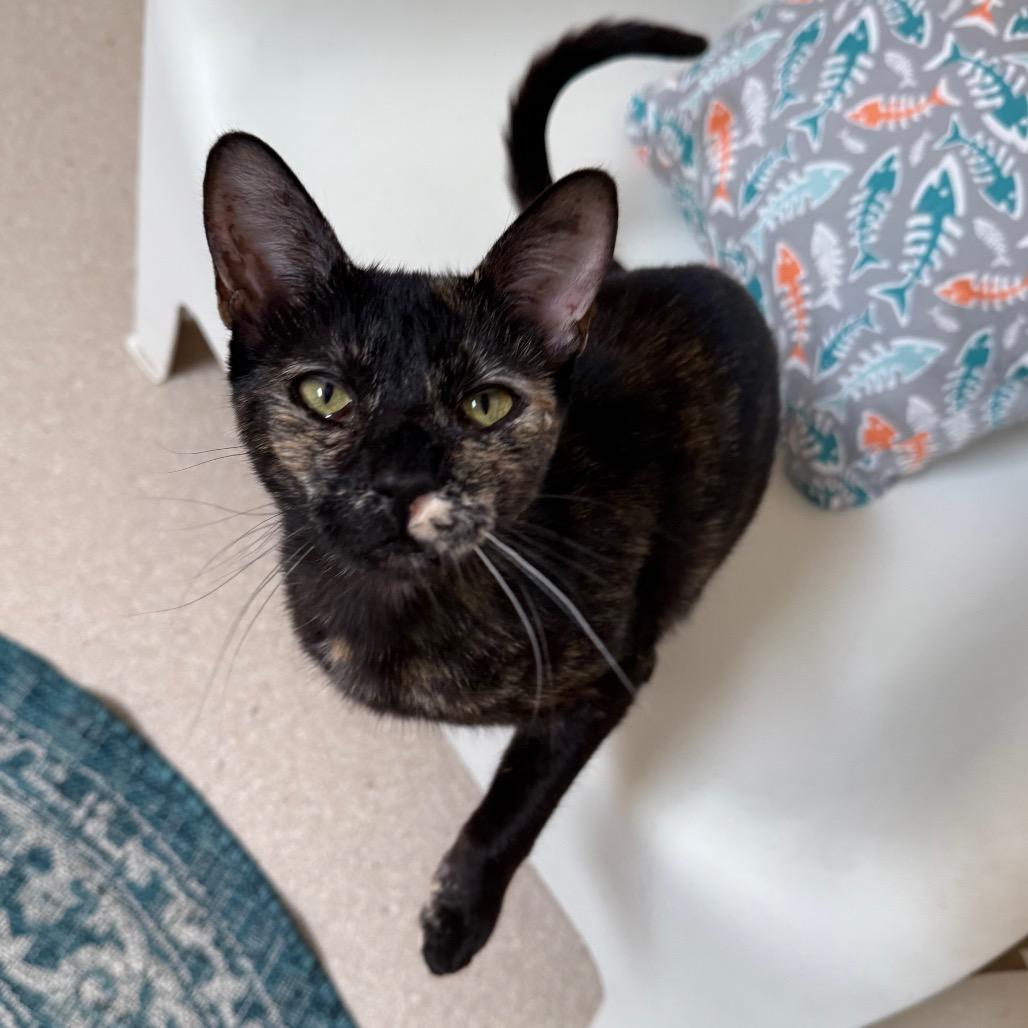 Enlarge Marianne, a Adoptable Domestic Short Hair in Salt Lake City, UT image 6/6