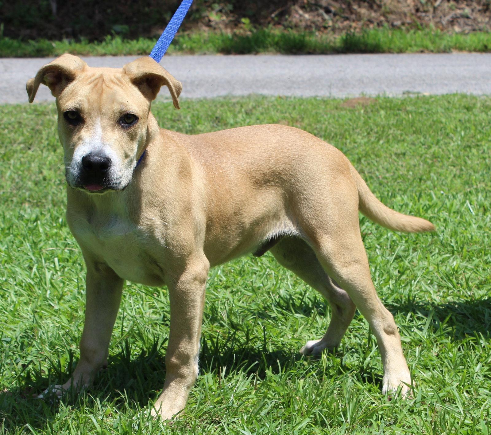 Gus 43838, Adoptable, Young Male Terrier.