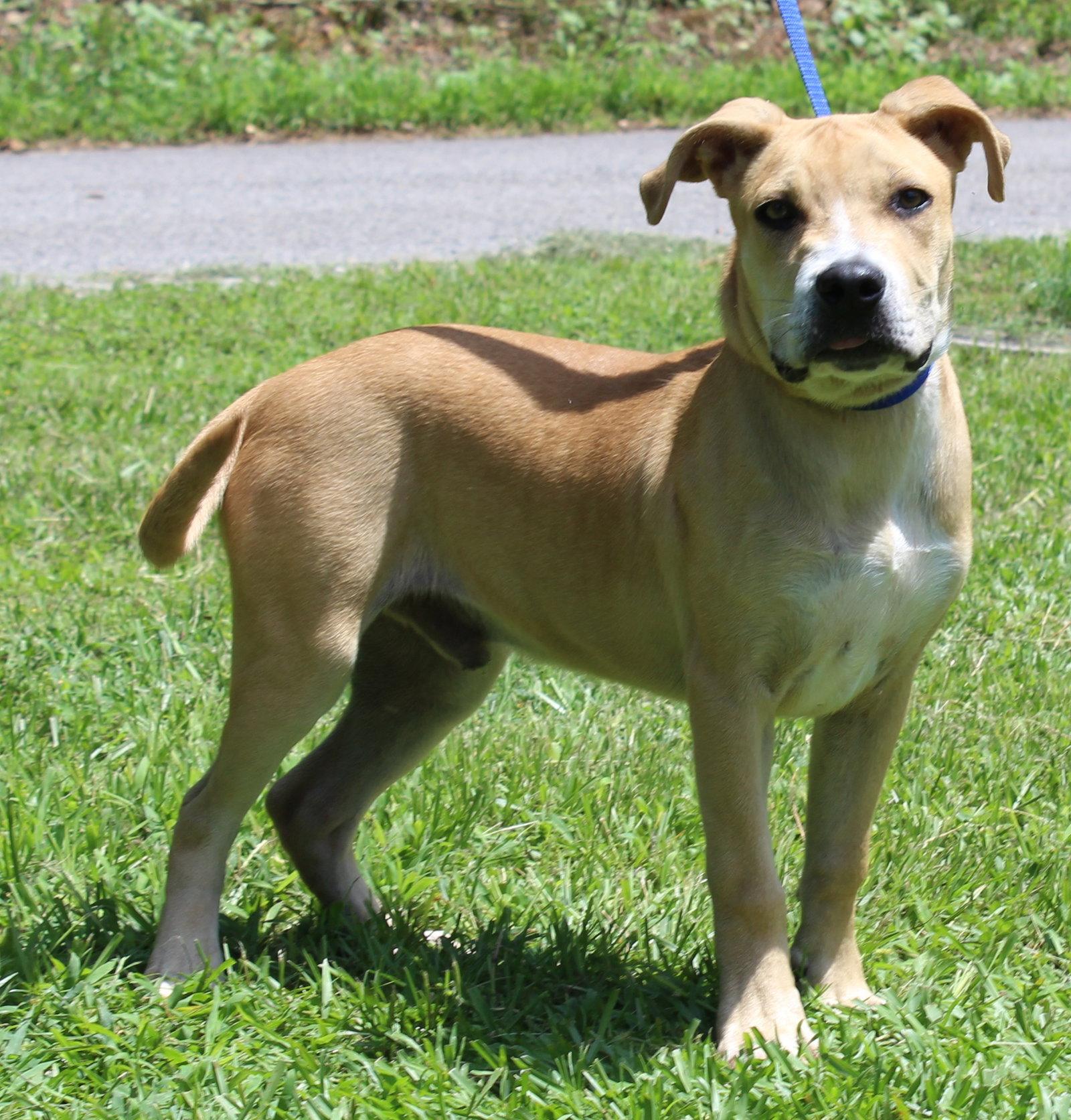 Enlarge Gus 43838, a Adoptable Terrier in Prattville, AL image 2/3