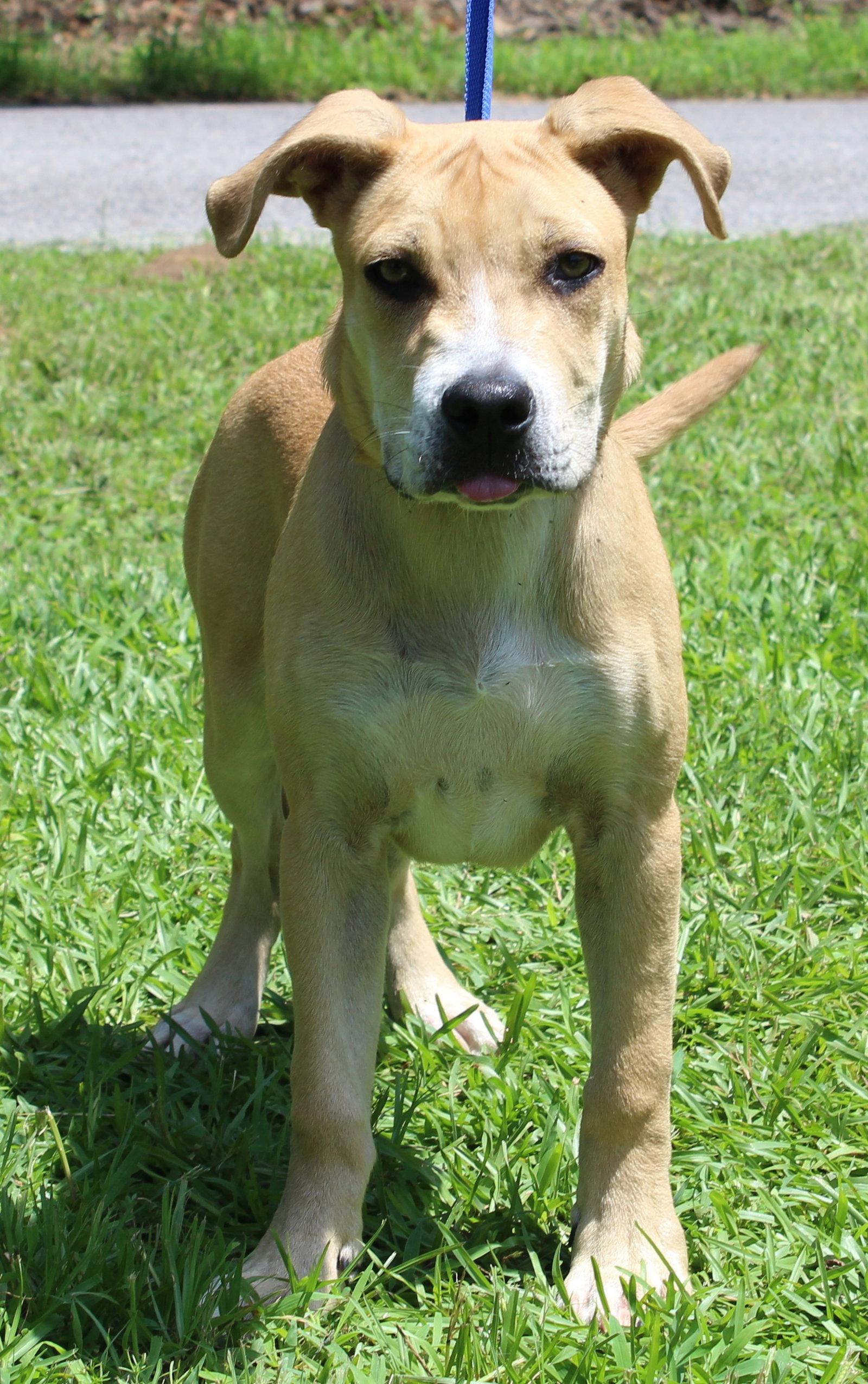 Enlarge Gus 43838, a Adoptable Terrier in Prattville, AL image 3/3