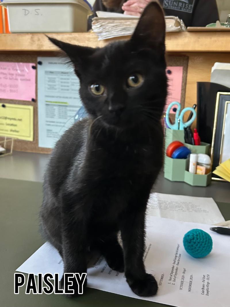 Paisley, Young Female Domestic Short Hair