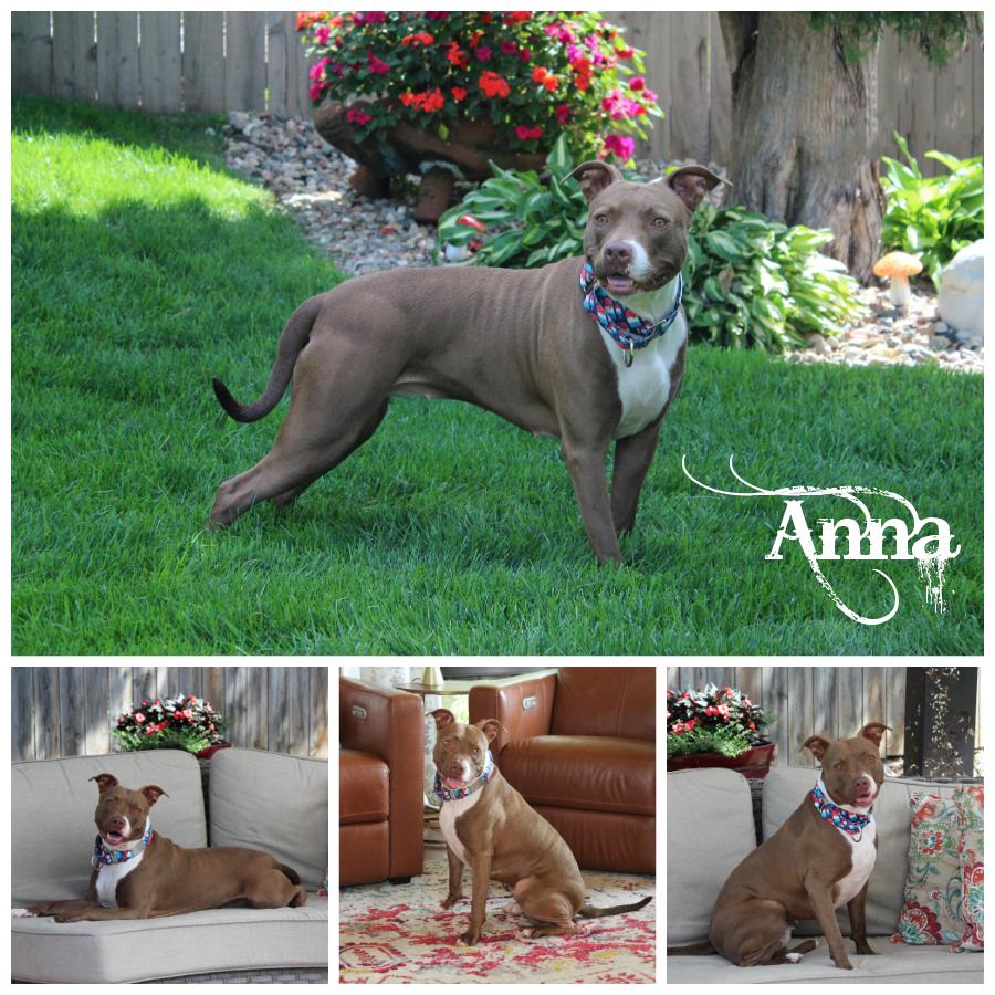 Anna, an adoptable Terrier in Sioux Falls, SD, 57101 | Photo Image 1