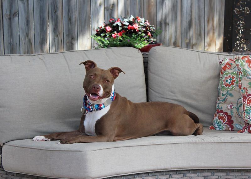Anna, Adoptable, Young Female Terrier.