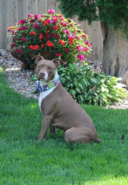 Anna, an adoptable Terrier in Sioux Falls, SD, 57101 | Photo Image 4