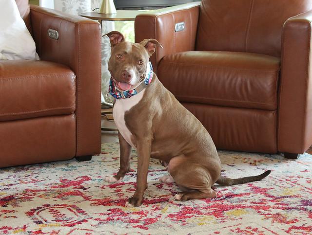 Anna, a Adoptable mixed breed in Sioux Falls, SD image 4/6