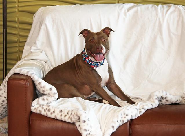 Anna, a Adoptable mixed breed in Sioux Falls, SD image 5/6