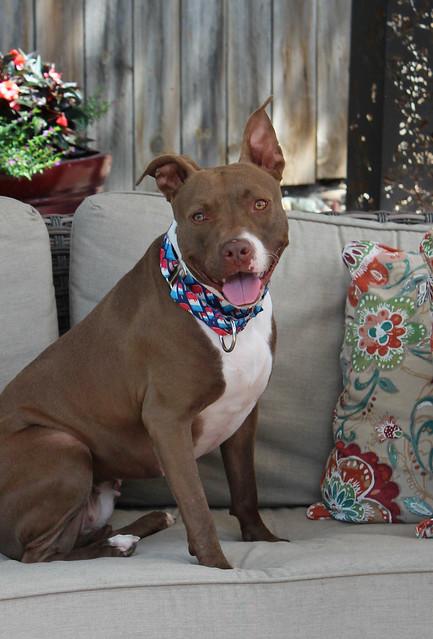 Anna, an adoptable Terrier in Sioux Falls, SD, 57101 | Photo Image 6