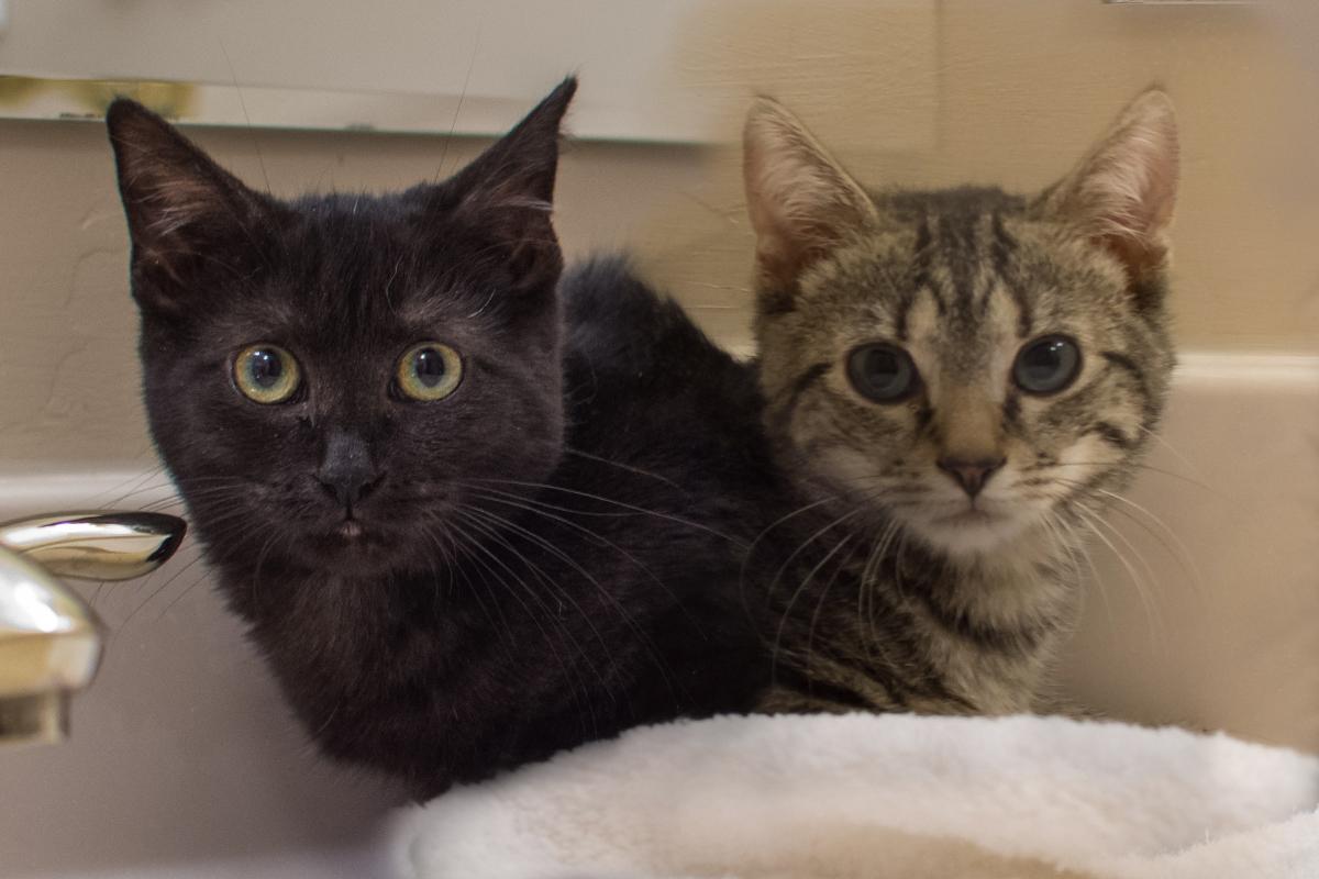 Kiko and Coco