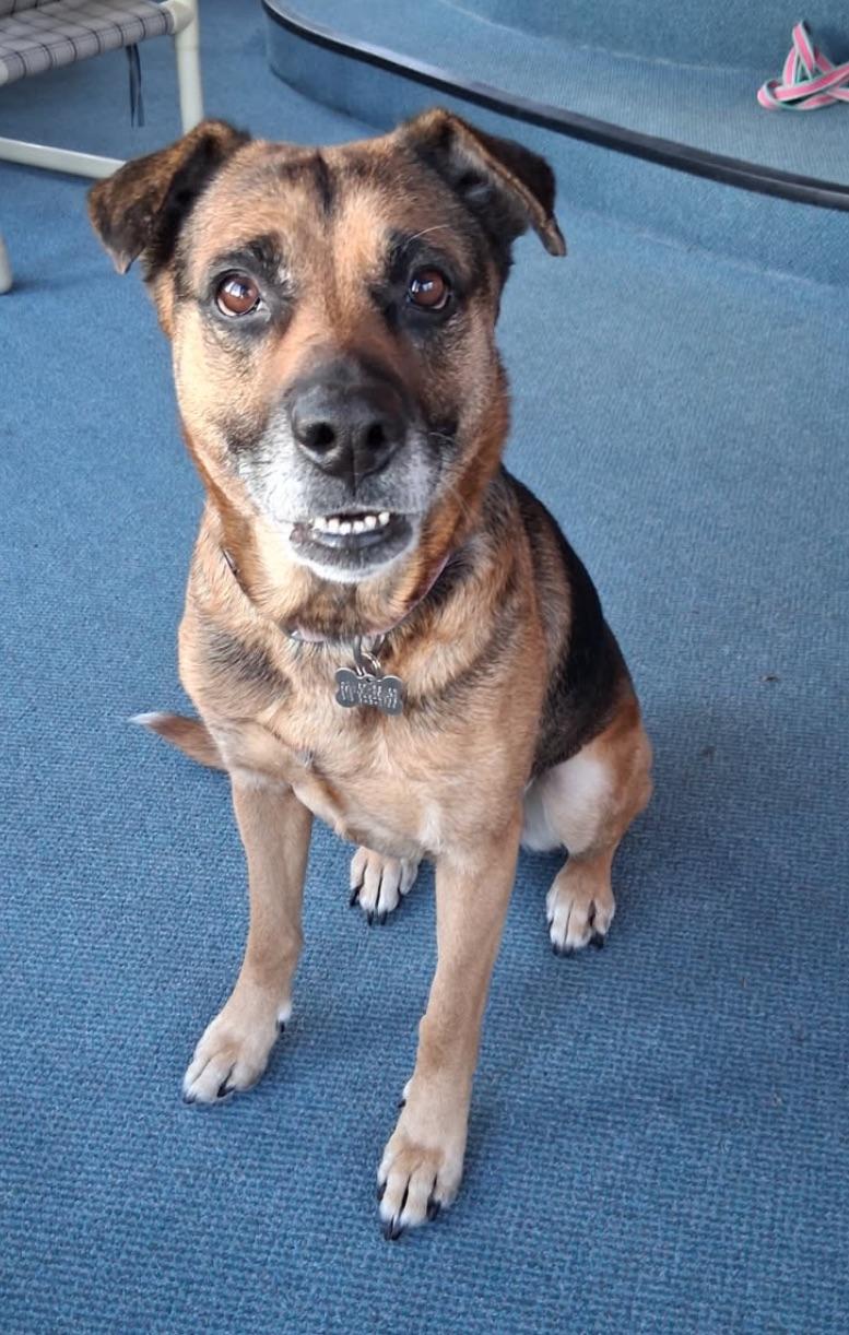 Enlarge Roxy-Foster Needed!, a ADOPTABLE Shepherd in Detroit, MI image 1/2