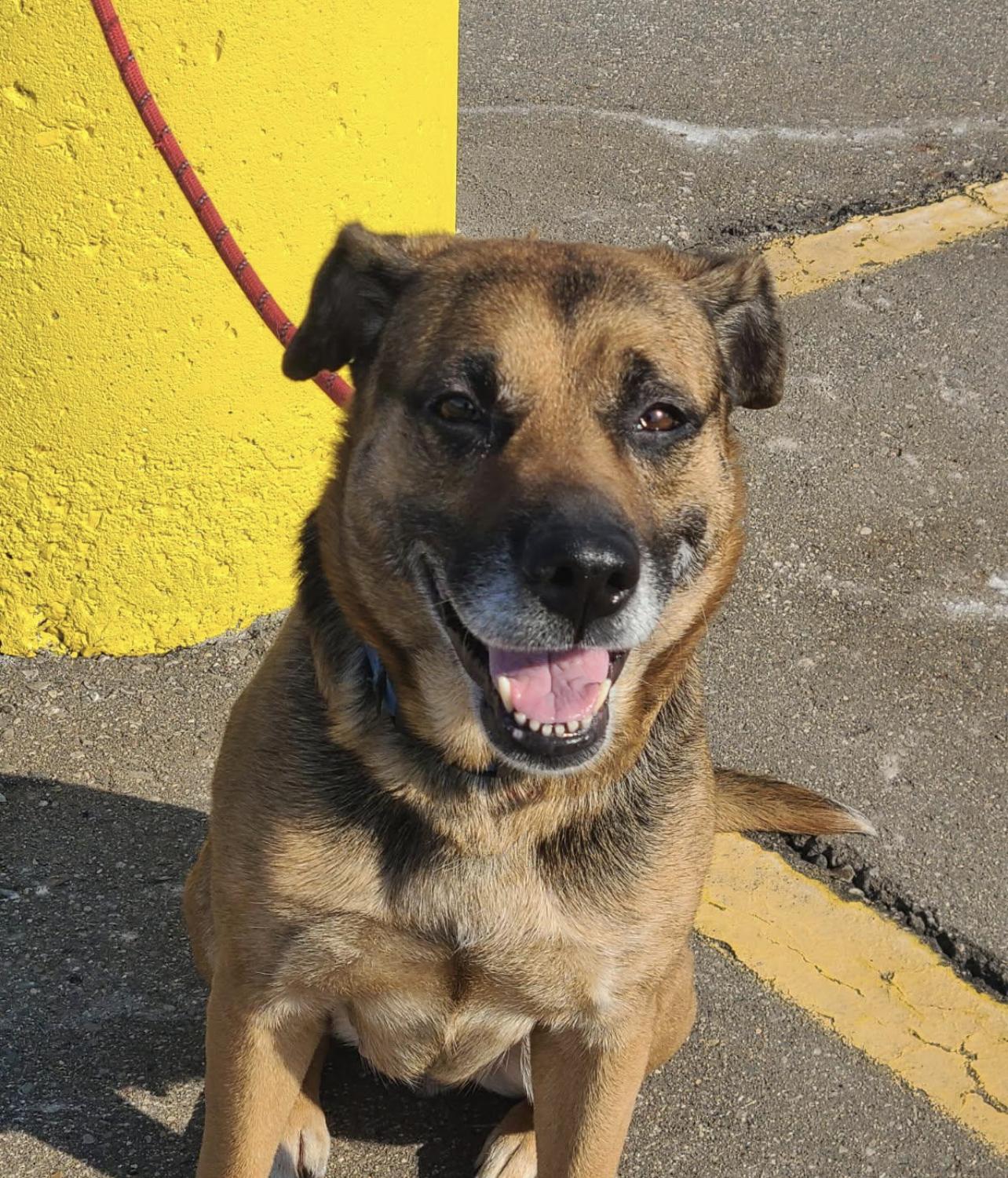 Roxy-Foster Needed!, ADOPTABLE, Adult Female Shepherd.