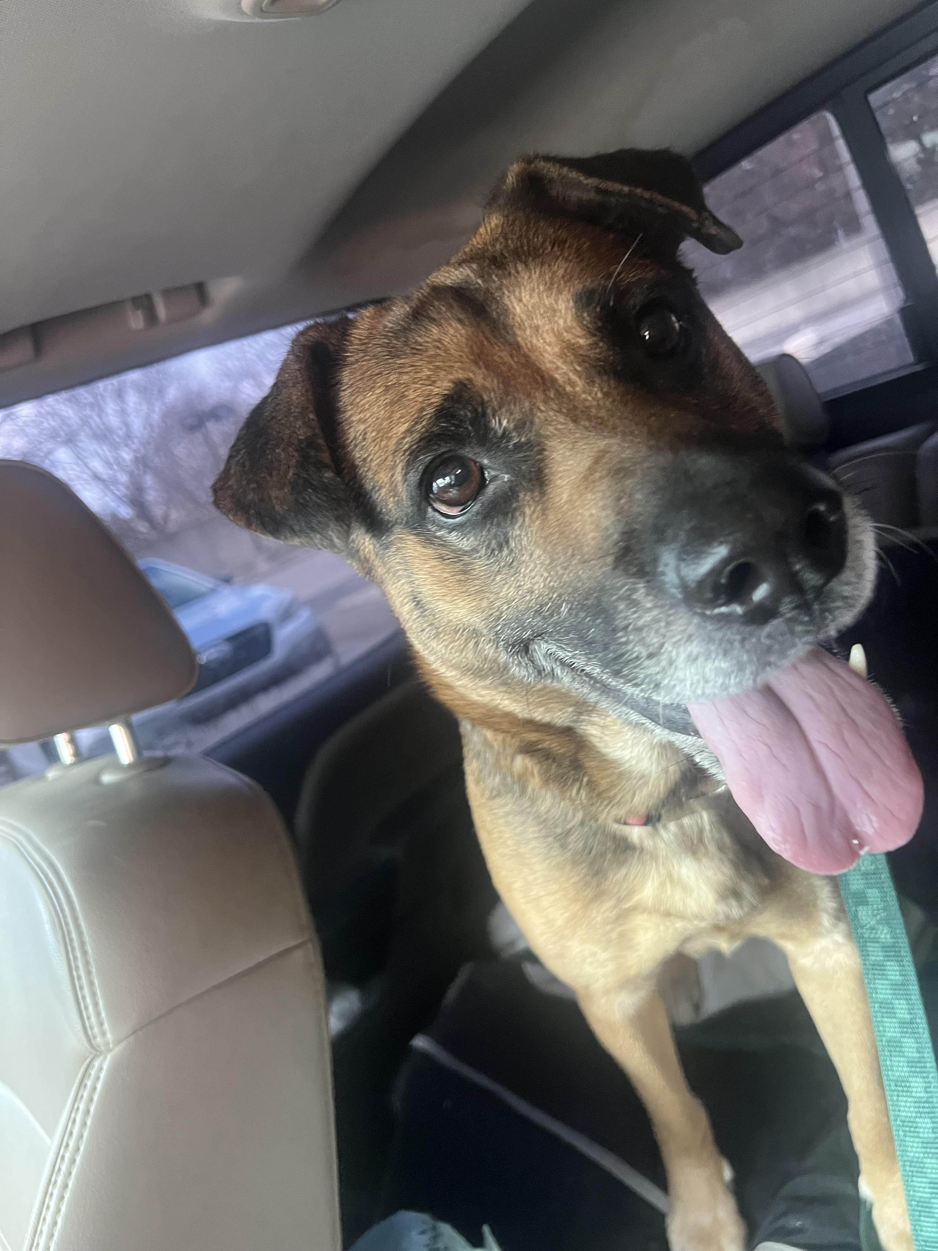 Roxy-Foster Needed!, ADOPTABLE, Adult Female Shepherd.