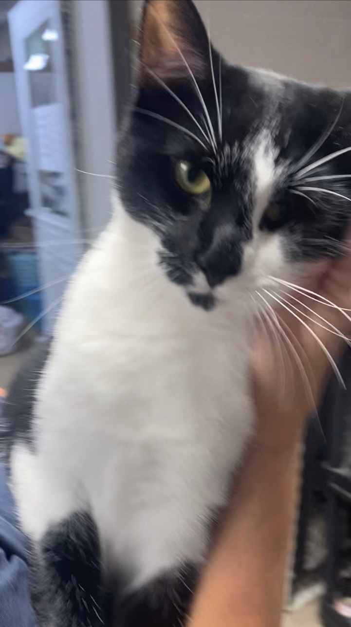 Domino