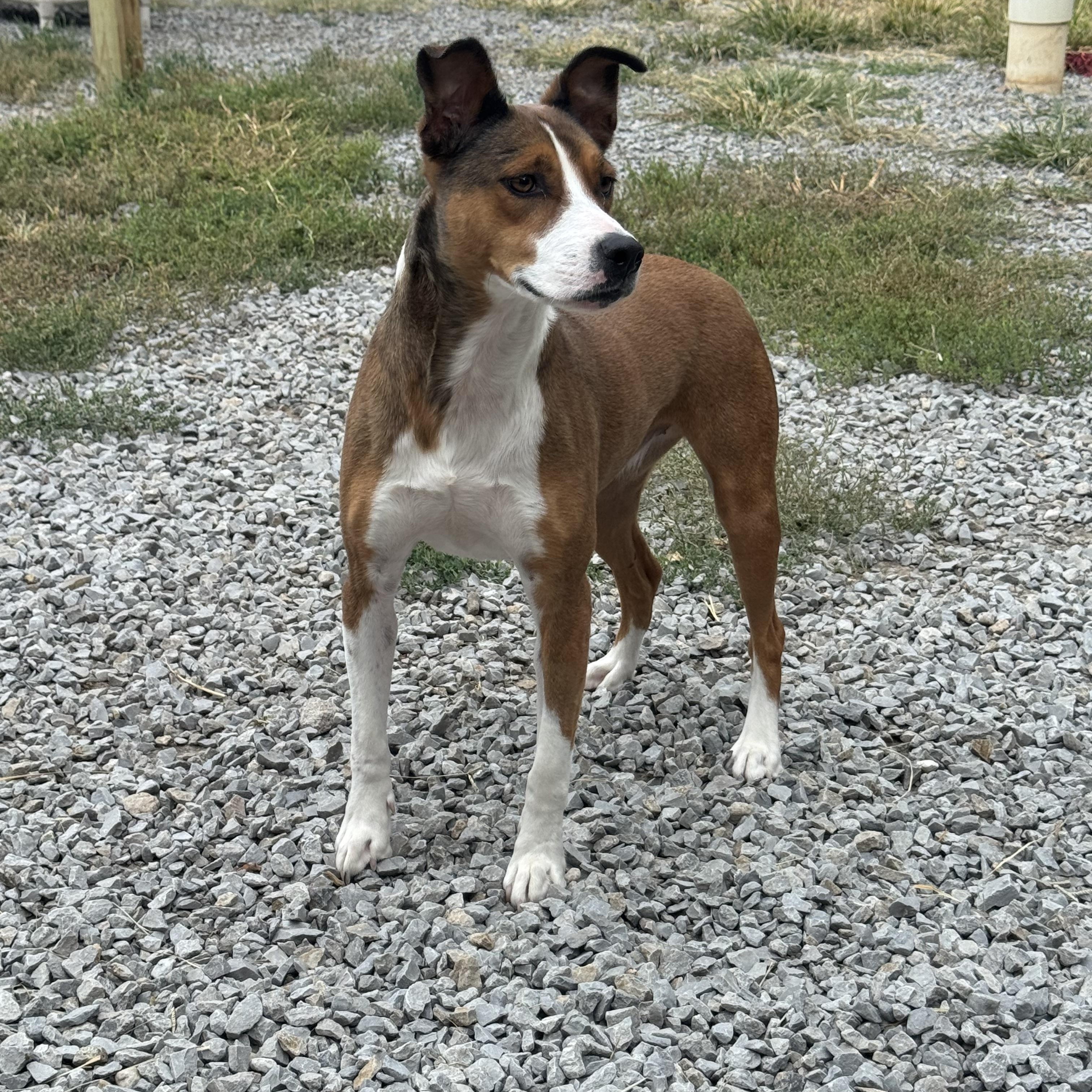 Maple, Adoptable, Adult Female Mixed Breed.