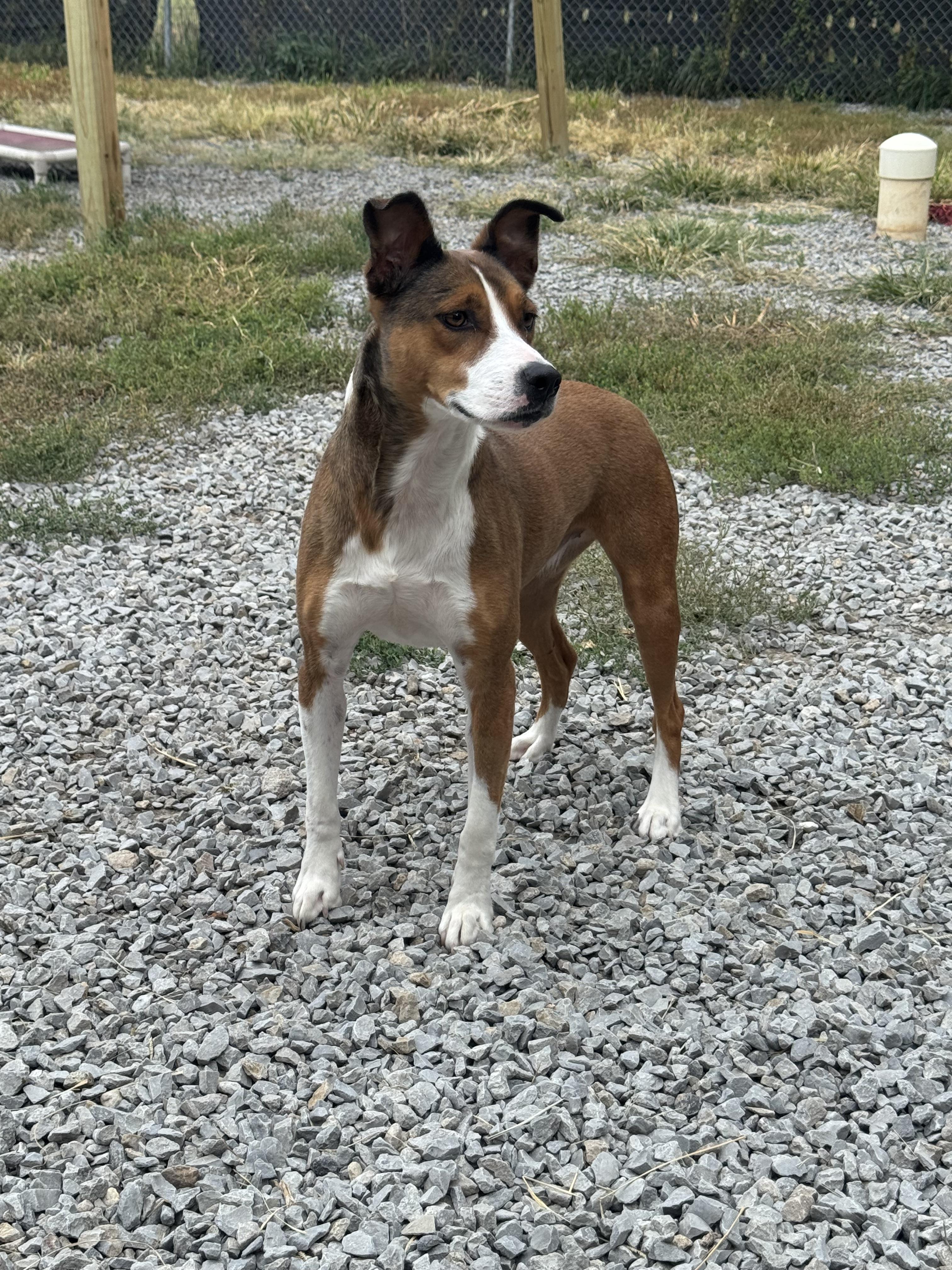 Maple, an adoptable Mixed Breed in Hoisington, KS, 67544 | Photo Image 1