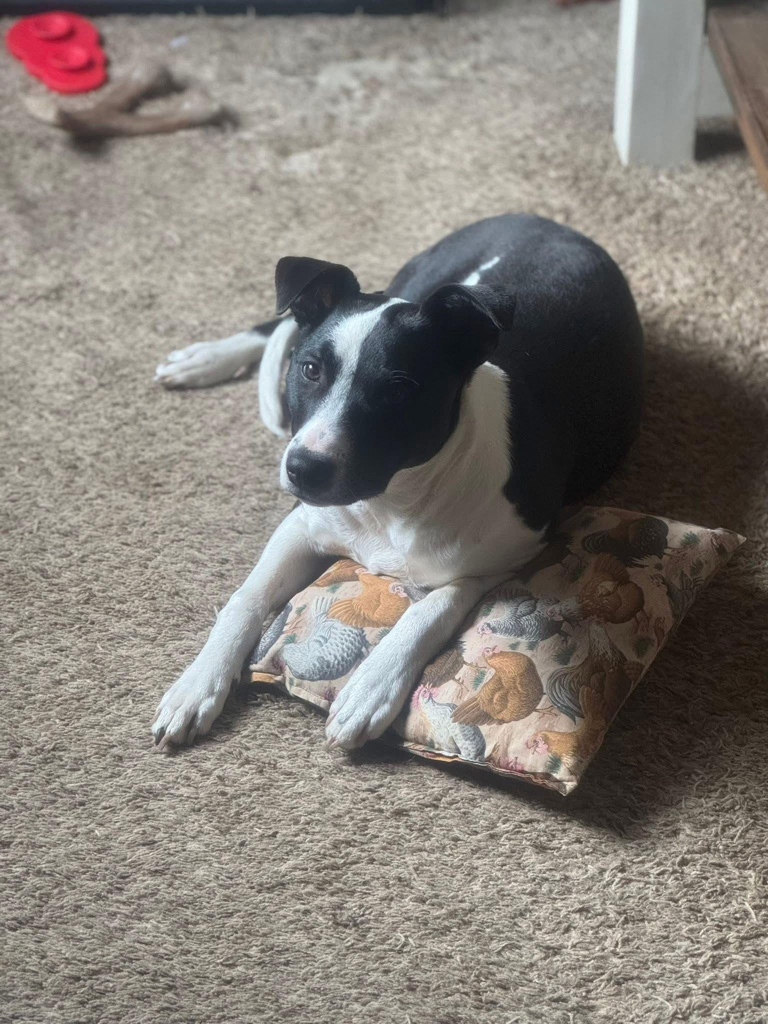 Enlarge Poncho, a Adoptable Terrier in Germantown, OH image 1/3