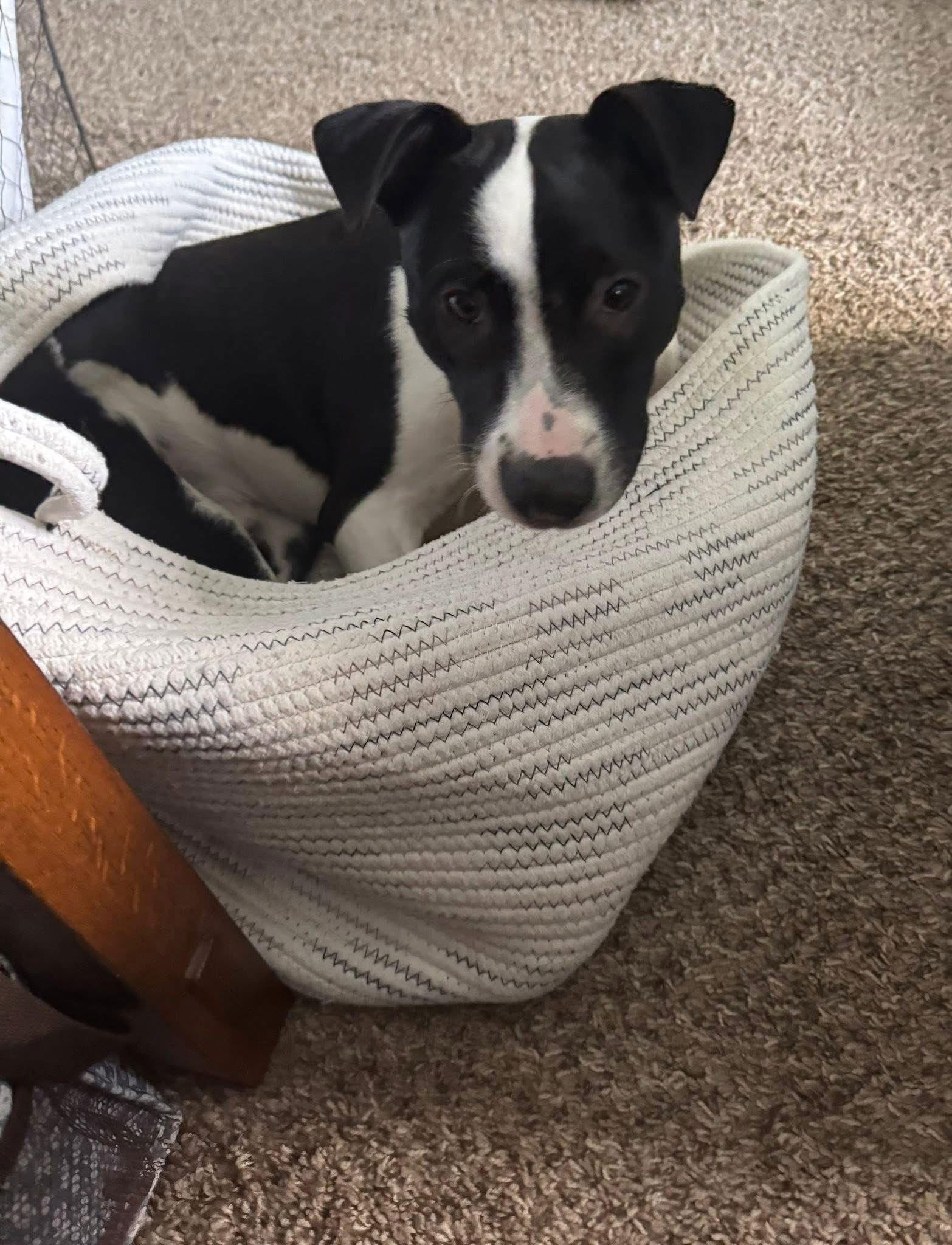 Enlarge Poncho, a Adoptable Terrier in Germantown, OH image 2/3