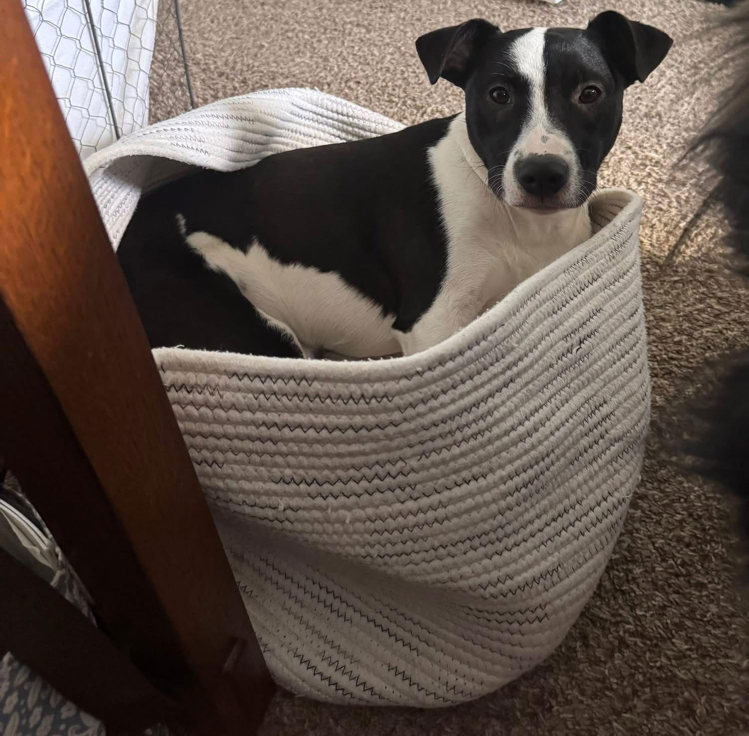 Enlarge Poncho, a Adoptable Terrier in Germantown, OH image 3/3