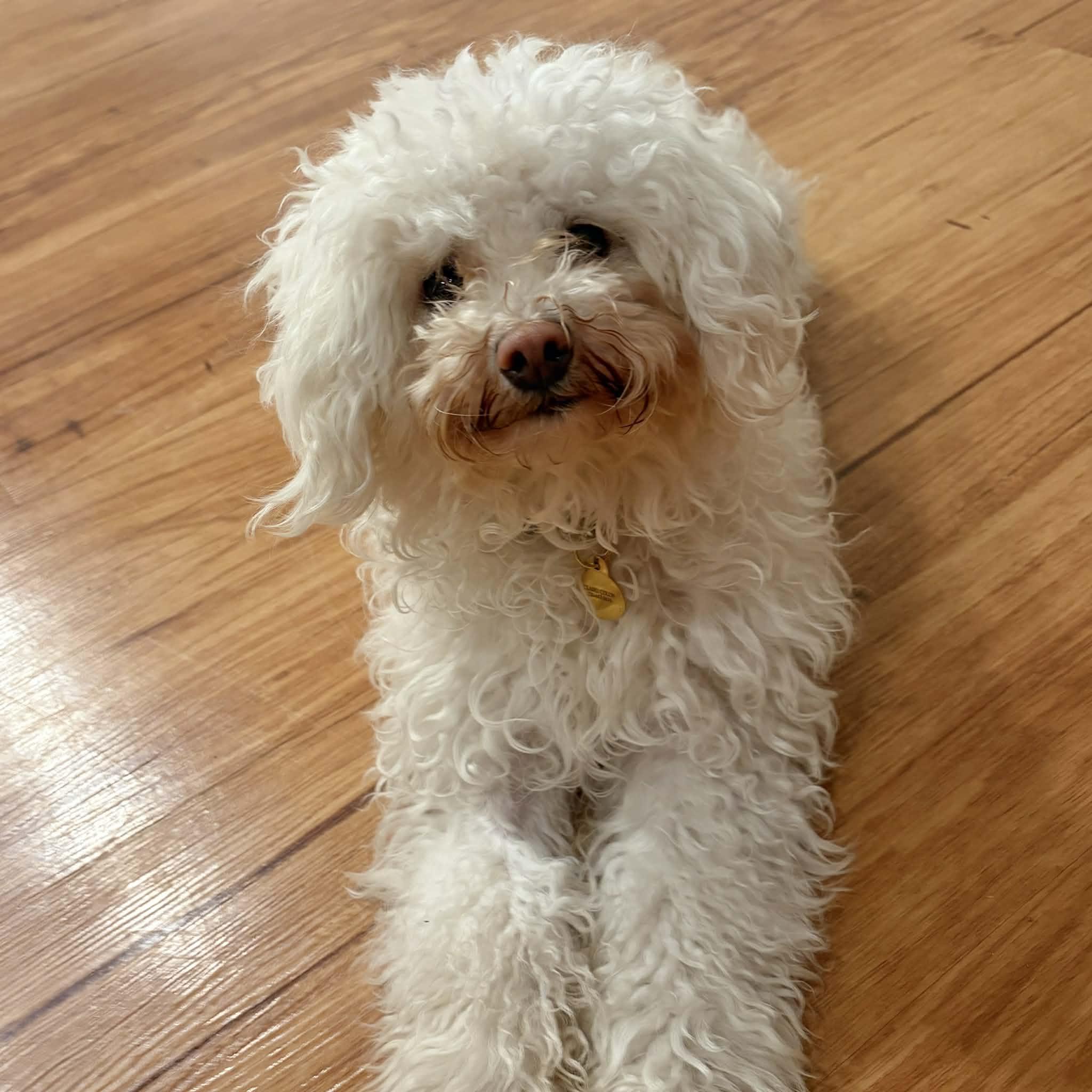 Manny, adopted, Young Male Miniature Poodle & Bichon Frise.
