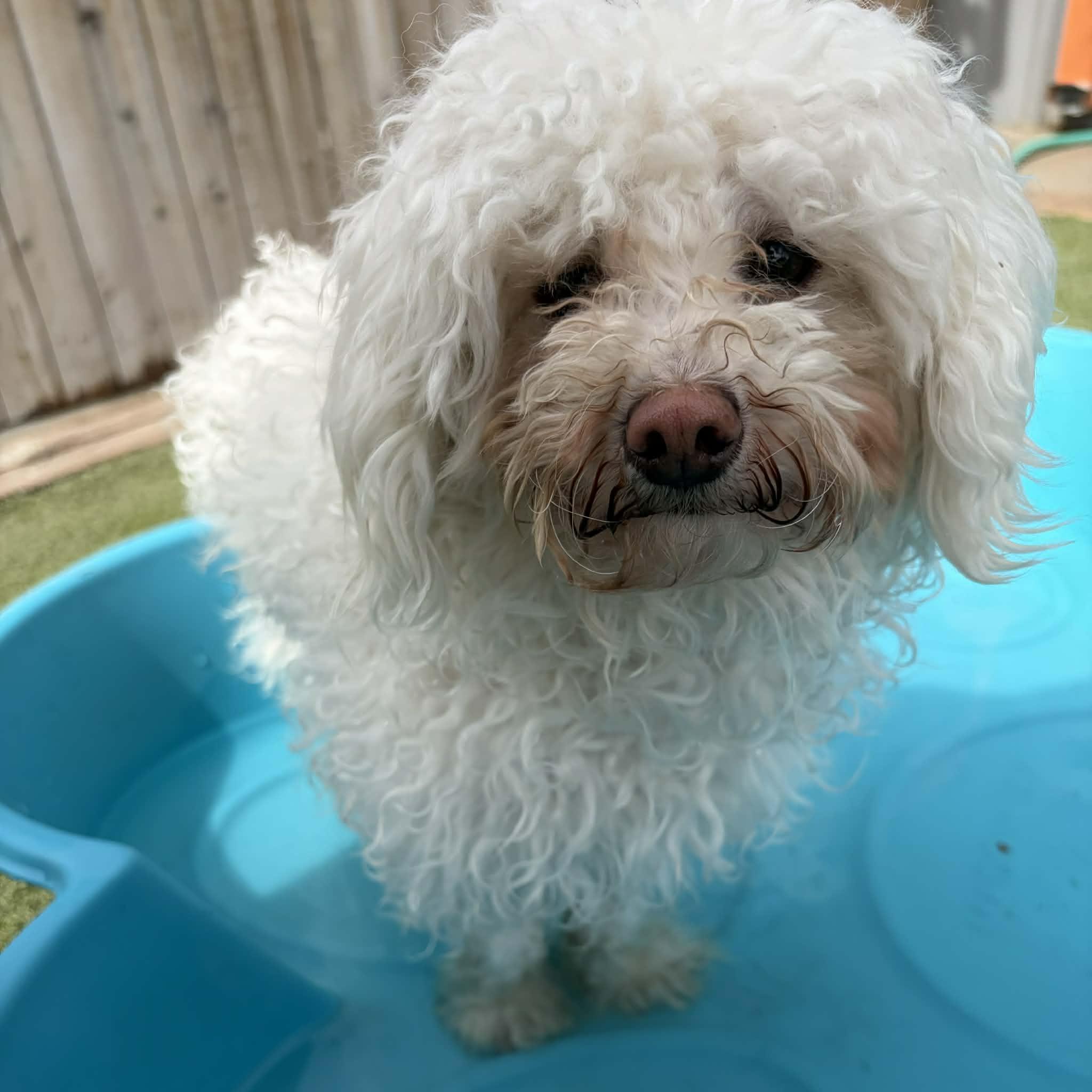 Enlarge Manny, an adopted mixed breed in Boulder, CO image 6/6