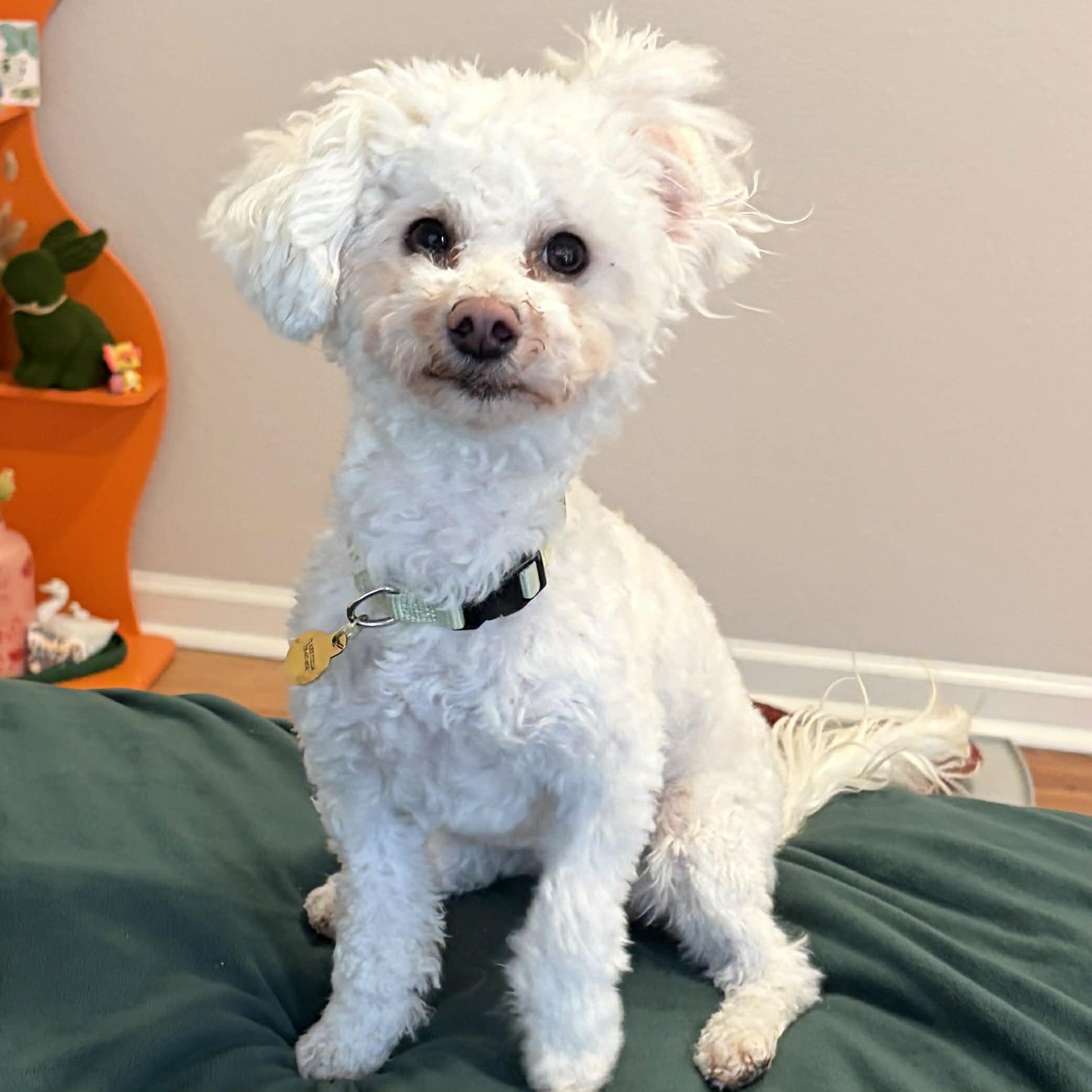 Enlarge Manny, an adopted mixed breed in Boulder, CO image 4/6