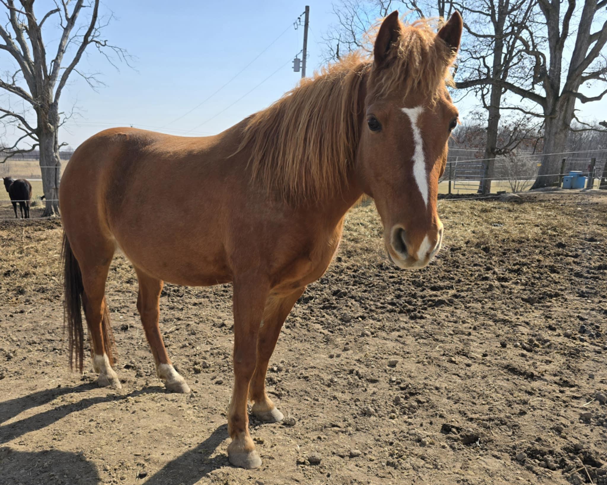 Jazz, Adult Female Pony