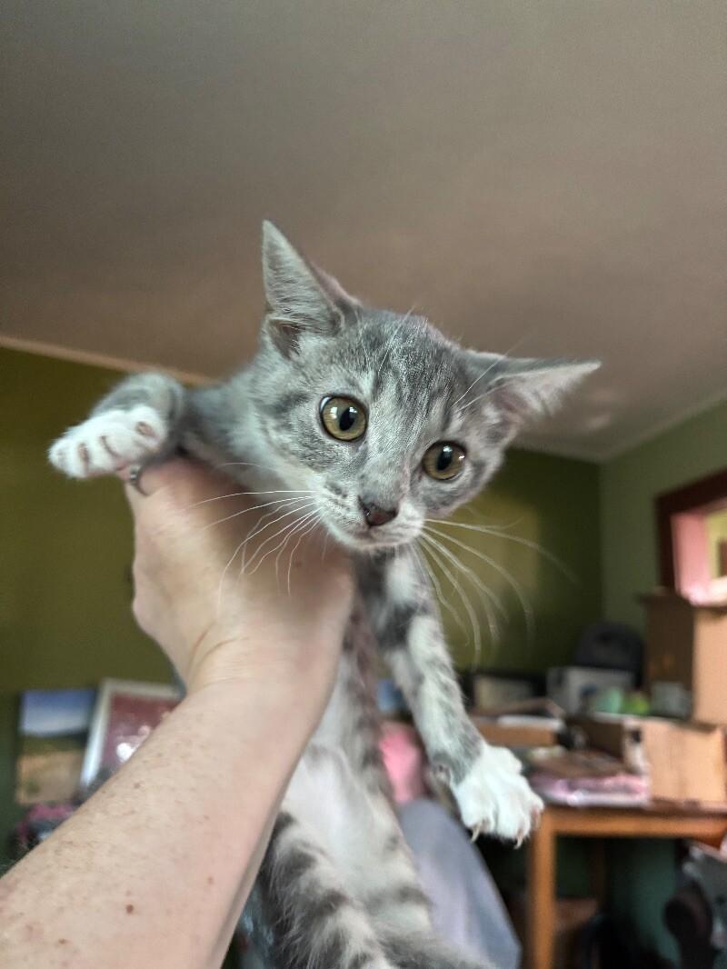 Laverne, a Adoptable Domestic Short Hair in Grand Rapids, MI image 1/2