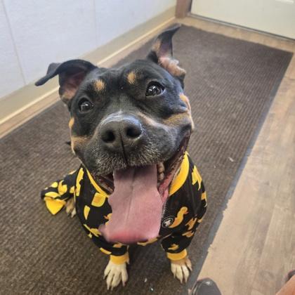 Gertie, Adoptable, Adult Female Pit Bull Terrier & Mixed Breed.
