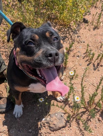 Enlarge Gertie, a Adoptable mixed breed in Divide, CO image 2/2