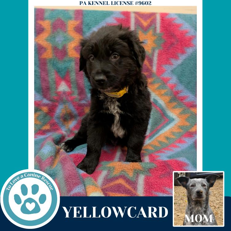 Yellowcard (Ellie May's Warped Tour Setlist), Adoptable, Puppy Male Australian Cattle Dog / Blue Heeler.