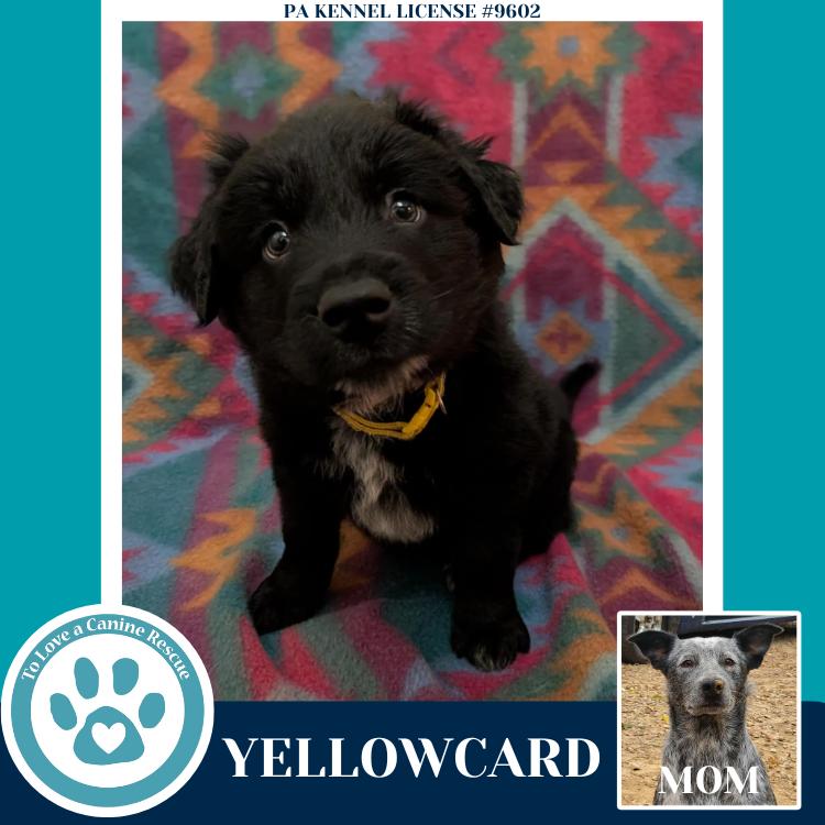 Enlarge Yellowcard (Ellie May's Warped Tour Setlist), a Adoptable mixed breed in Kimberton, PA image 3/6