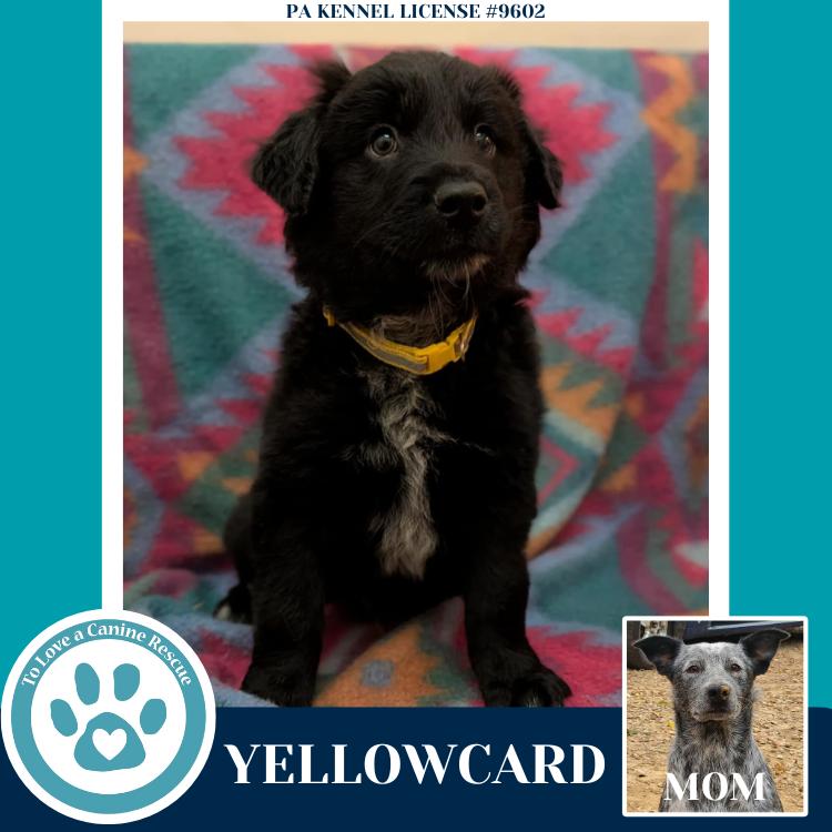 Enlarge Yellowcard (Ellie May's Warped Tour Setlist), a Adoptable mixed breed in Kimberton, PA image 4/6