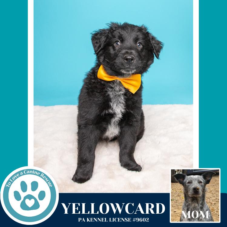 Enlarge Yellowcard (Ellie May's Warped Tour Setlist), a Adoptable mixed breed in Kimberton, PA image 6/6