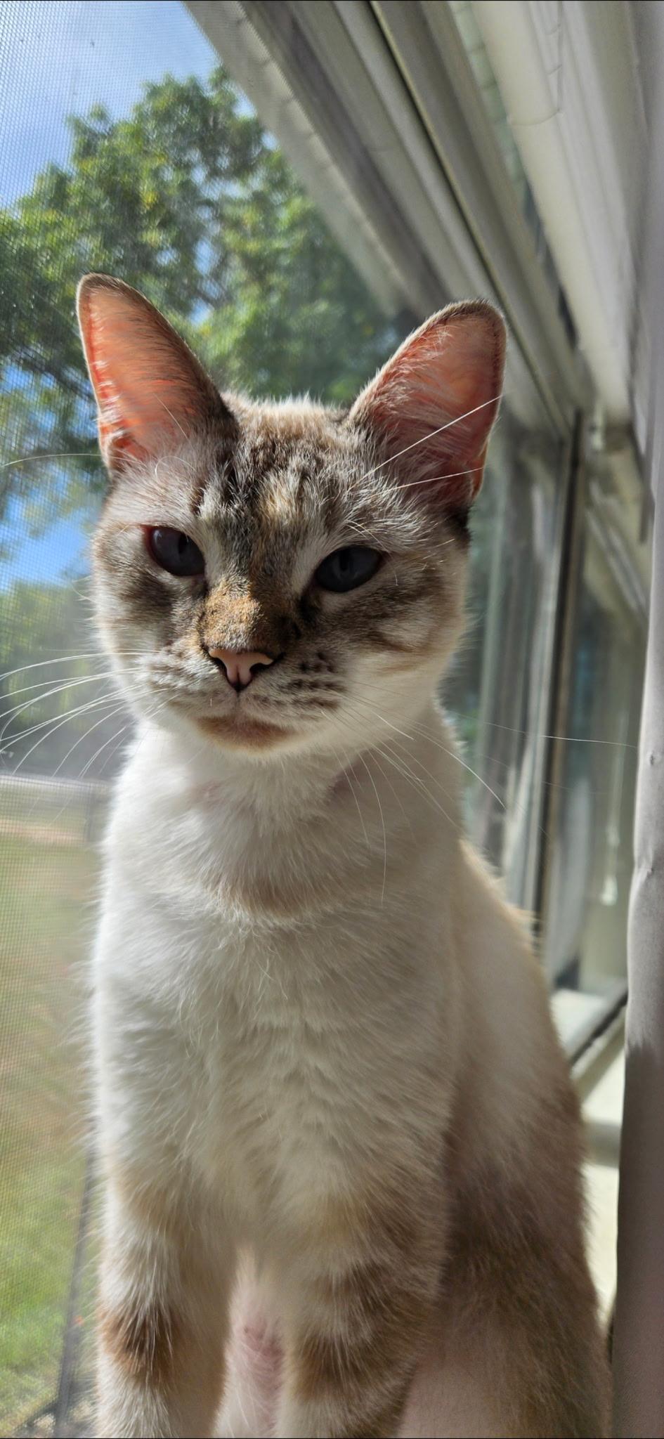 Sophie, a ADOPTABLE mixed breed in Mount Pleasant, TX image 5/6