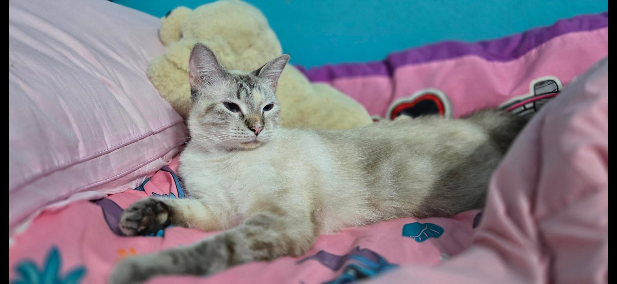 Sophie, a ADOPTABLE mixed breed in Mount Pleasant, TX image 2/6