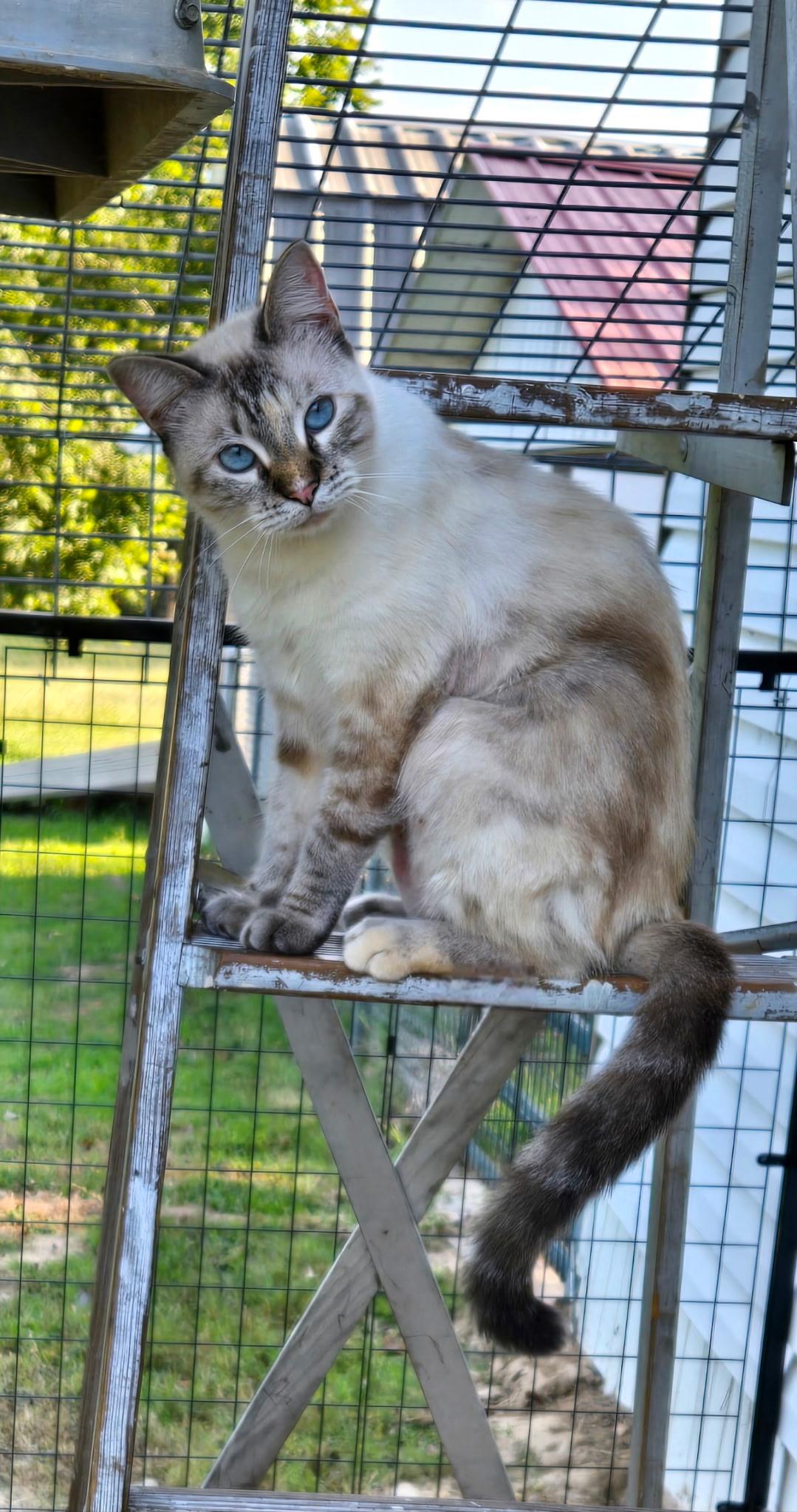 Sophie, ADOPTABLE, Adult Female Siamese & Tabby.