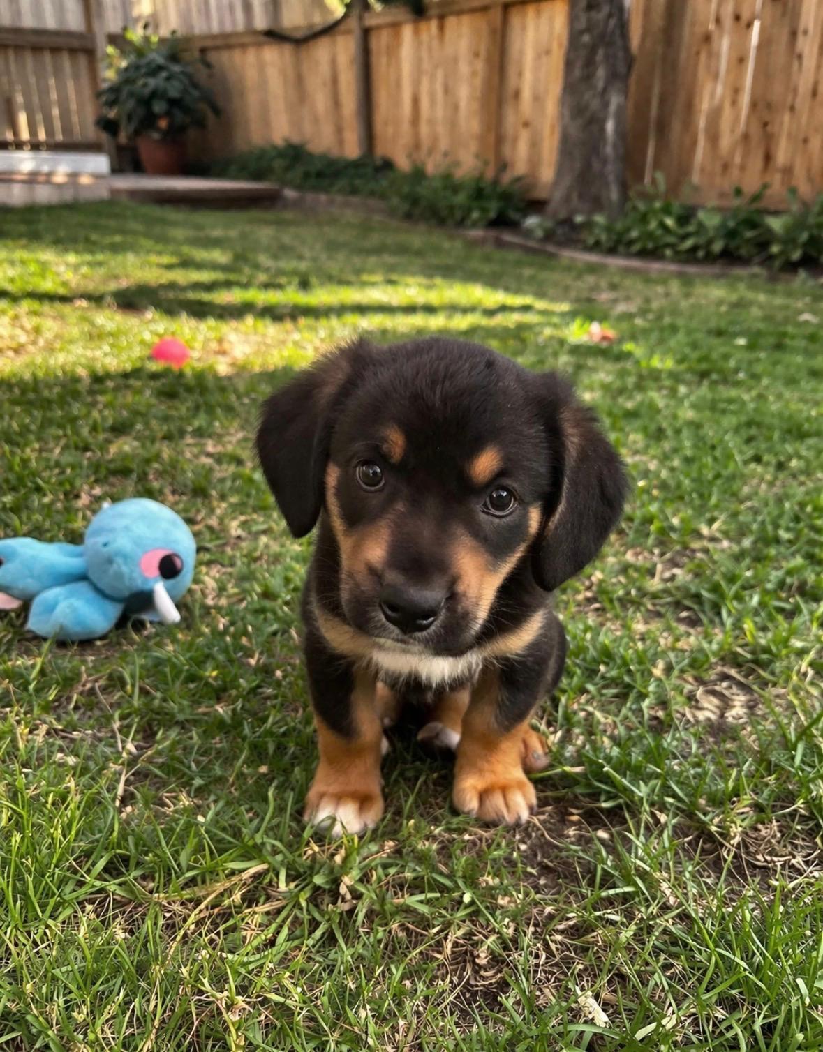 Enlarge Hoppy, a Adoptable Beagle in Evergreen, CO image 2/3