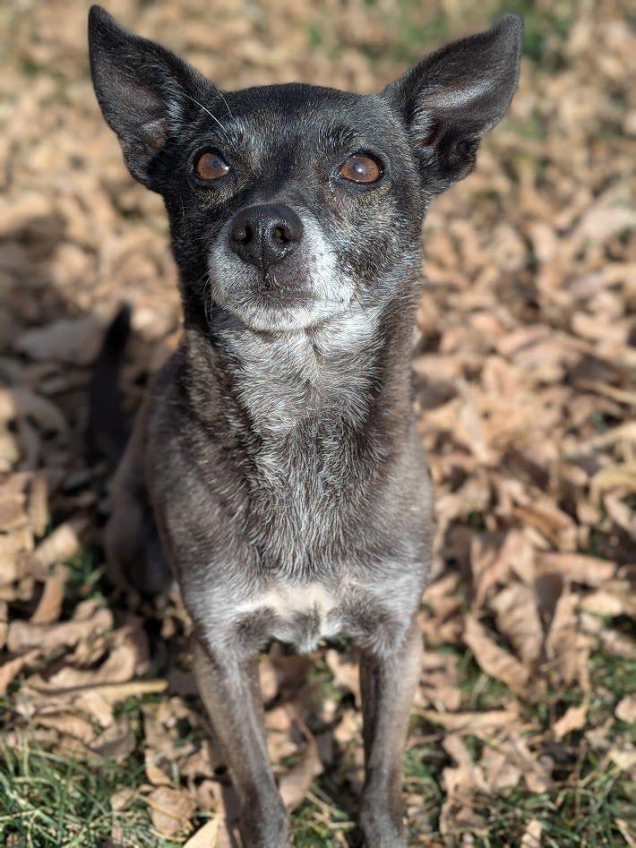 Enlarge Loki, a Adoptable Chihuahua in Hurricane, UT image 2/2